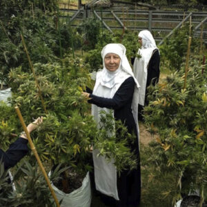 Mujeres vestidas de monja cultivan y comercializan marihuana