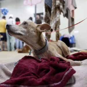 Fieles abandonan el culto luego de que pastor criticara la ayuda a los animales durante las inundaciones en Brasil